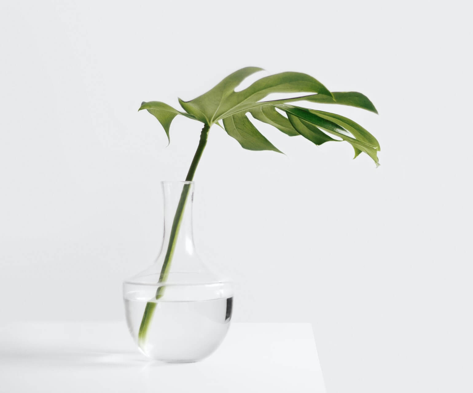 Leaf in a clear glass vase